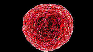 Gallo identifica el el HTLV-1