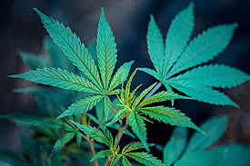 En los años 70 Estados Unidos empieza a cultivar marihuana Bajo techo y alrededor del año 85 Estados Unidos queda como el primer productor de marihuana en el mundo