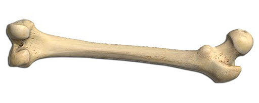 CONTEO EN LA PREHISTORIA