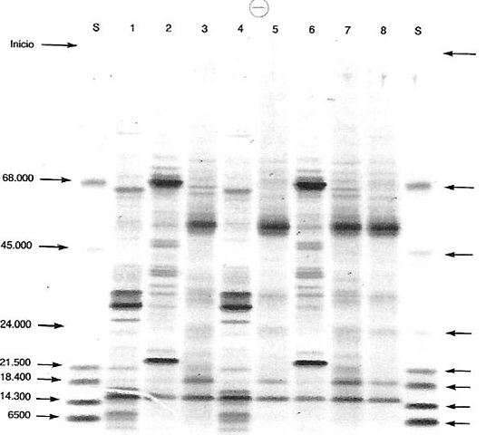 Mijaíl Semenovich - siglo XX