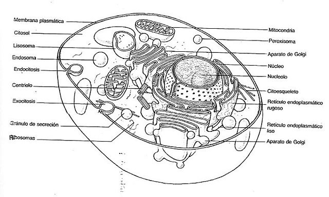 Distinción del núcleo