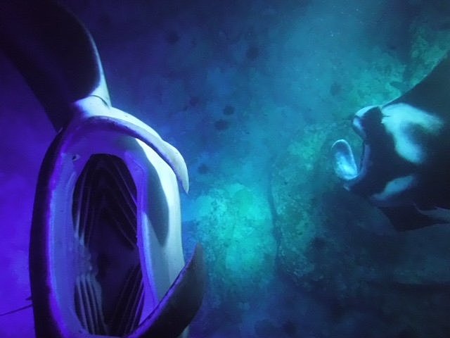 Night Snorkeling with Manta Rays