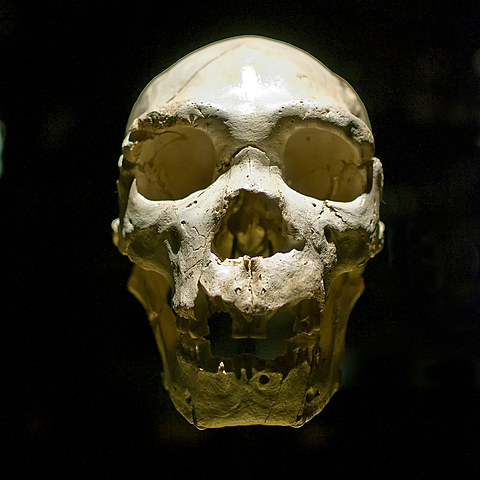 Homo Heidelbergensis (Paleolítico)