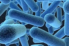 Organisme unicel·lular