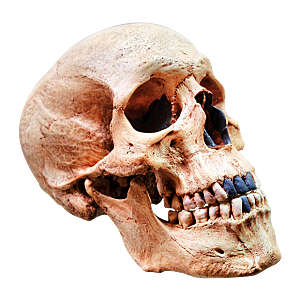 Homo Sapiens (Paleolítico)