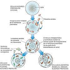 Teoría endosimbiótica