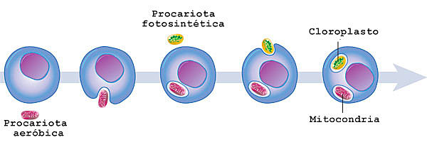 >>Teoría endosimbiótica<<