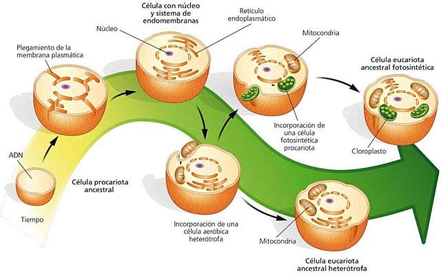 Teoría endosimbiótica