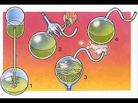 Experimento de Pasteur