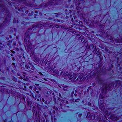 Timeline: La célula