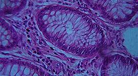 Timeline: La célula