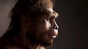 Homo erectus