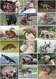 Aparició dels mamífers