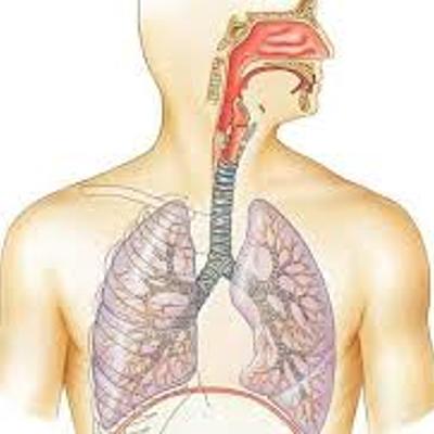 Timeline: LA RESPIRACIÓN    Y  EL     SISTEMA CIRCULATORIO