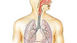 Timeline: LA RESPIRACIÓN    Y  EL     SISTEMA CIRCULATORIO
