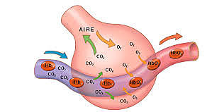 Respiración externa o respiración