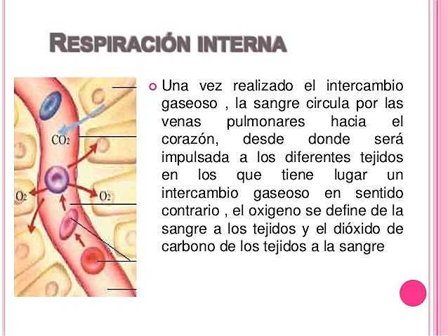 Respiración interna o respiración celular