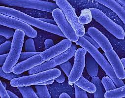 RESPIRACIÓN DE ORGANISMOS UNICELULARES