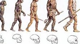 Timeline: Evolución del hombre