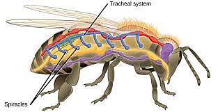 A través del sistema traqueal