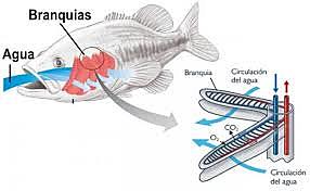 A través de branquias