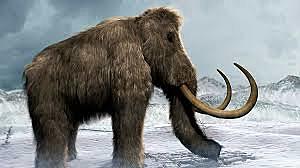 aparició dels mamífers