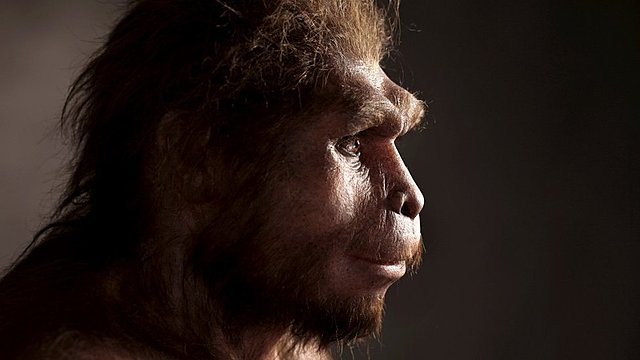 homo erectus