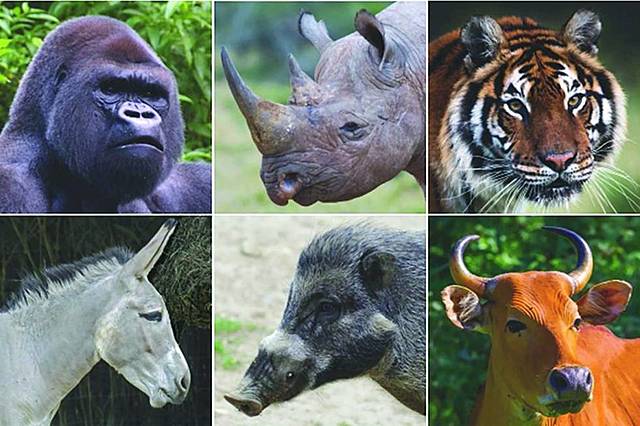 Aparició dels mamífers