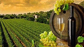 Timeline: La historia de la vitivinicultura y la enología por equipo 1.