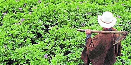 Regresan los campesinos desplazados