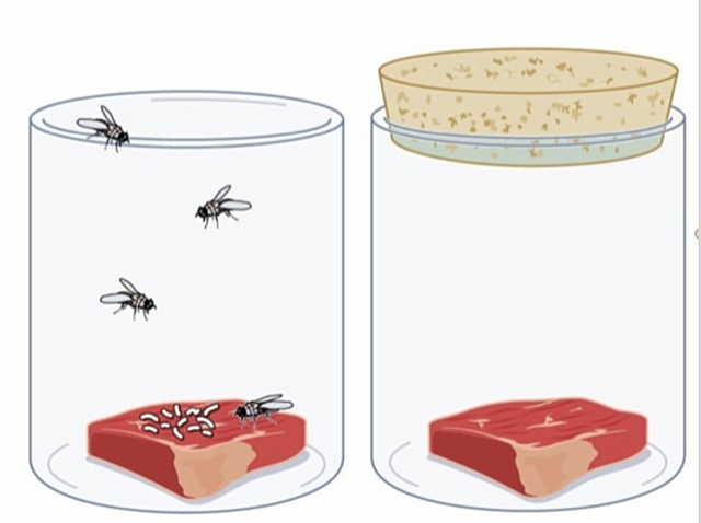 LA GENERACIÓN ESPONTÁNEA