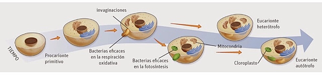 TEORÍA ENDOSIMBÍOTICA