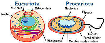 Origen de la organització cel·lular
