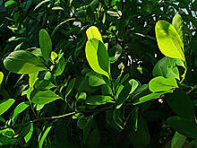 Empieza el trafico de coca