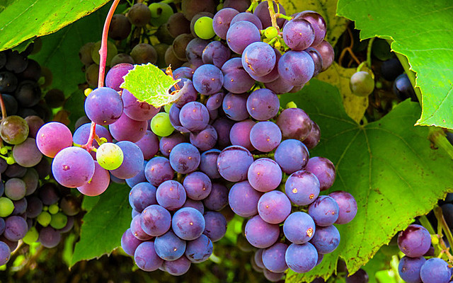 Llegada de la vid a Francia.