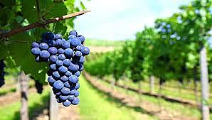 Mesopotamia y su relación con el vino.