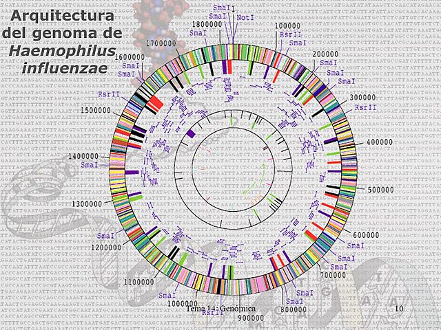 Craig Venter, Hamilton Smith, Claire Fraser
