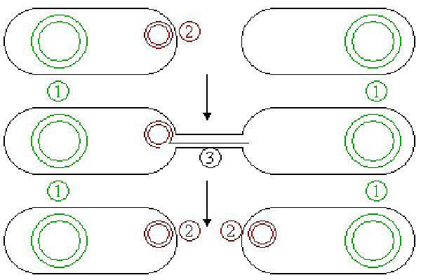 Stanley Cohen, Annie Chang, Robert Hellingand Herbert Boyer