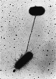 Joshua Lederberg y Norton Zinder