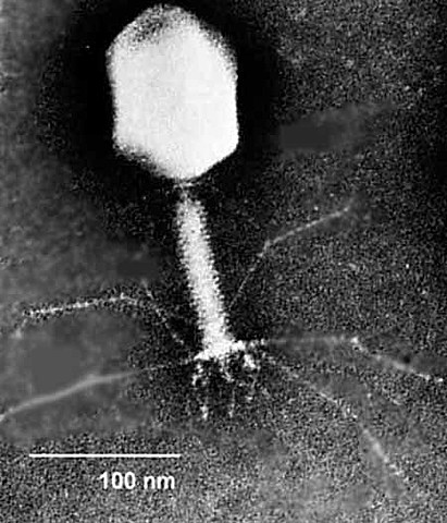 Frederick Twort and Felix d´Herrelle