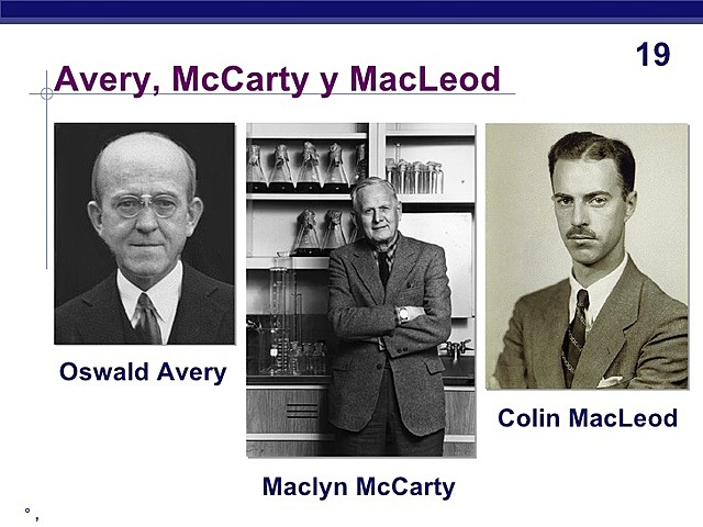 Oswald Avery, Colin Macleod y McCary