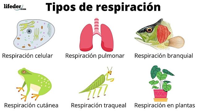 LA RESPIRACION