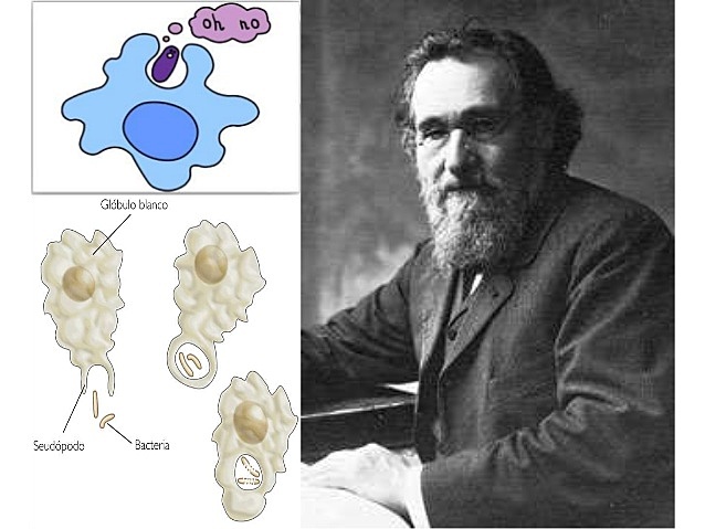 Ilya Ilyich Metchnikoff