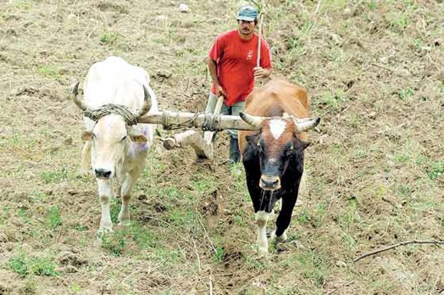 Entierran Agro Ingreso Seguro y nace Desarrollo Rural con Equidad