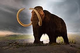 Mammoth