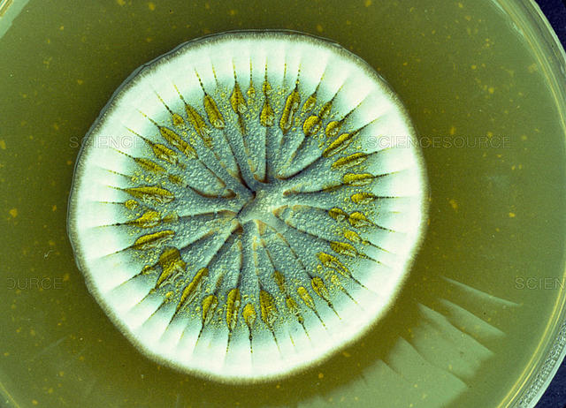 Penicillium notatum (Westling)