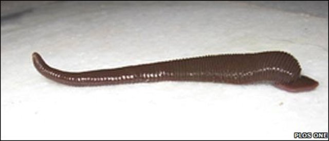 Medieval/Middle Ages