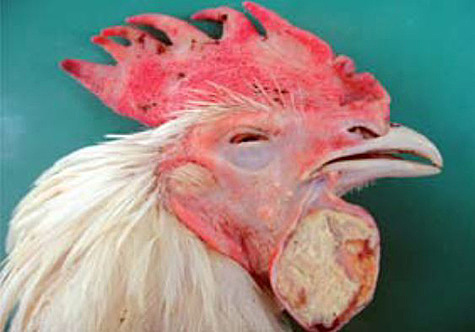 Pasteur logró aislar el germen causal de la cólera de pollos