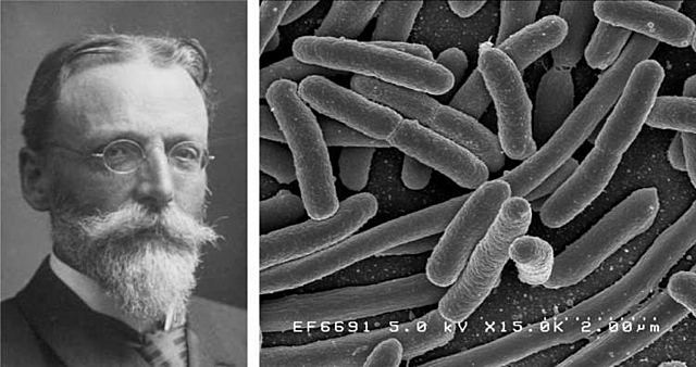 Escherichia coli - Theodor Escherich