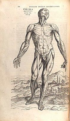 Andreas Vesalio fue el primero en contradecir a Galeno en su libro de Anatomía De Humani corporis fabrica